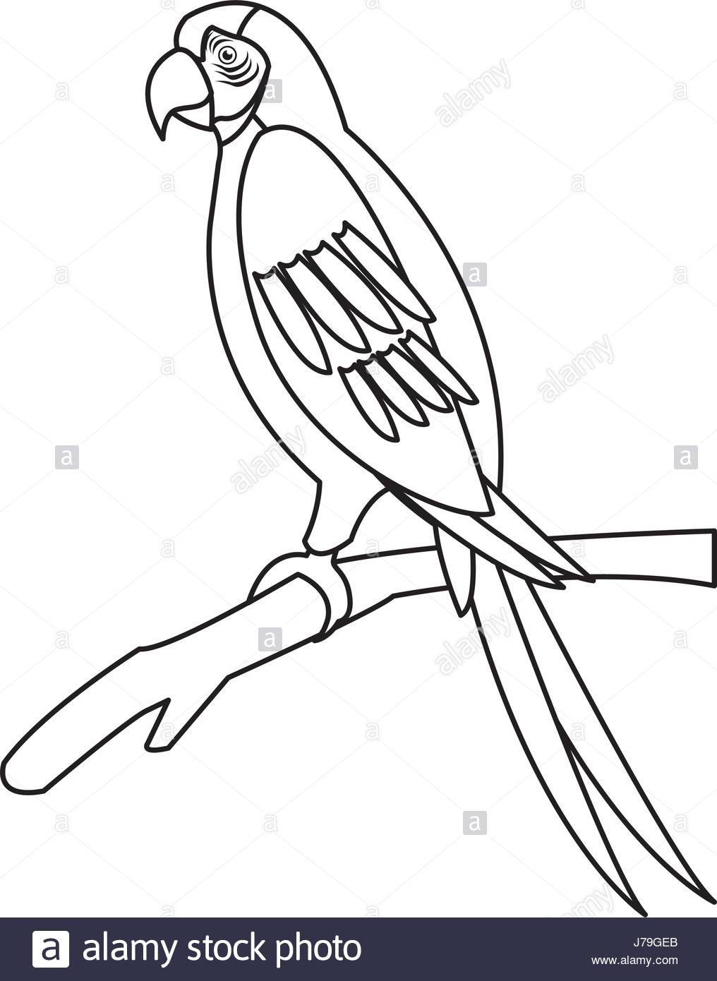 1016x1390 Astounding Parrot Outline Drawing Sketching Vector Printable