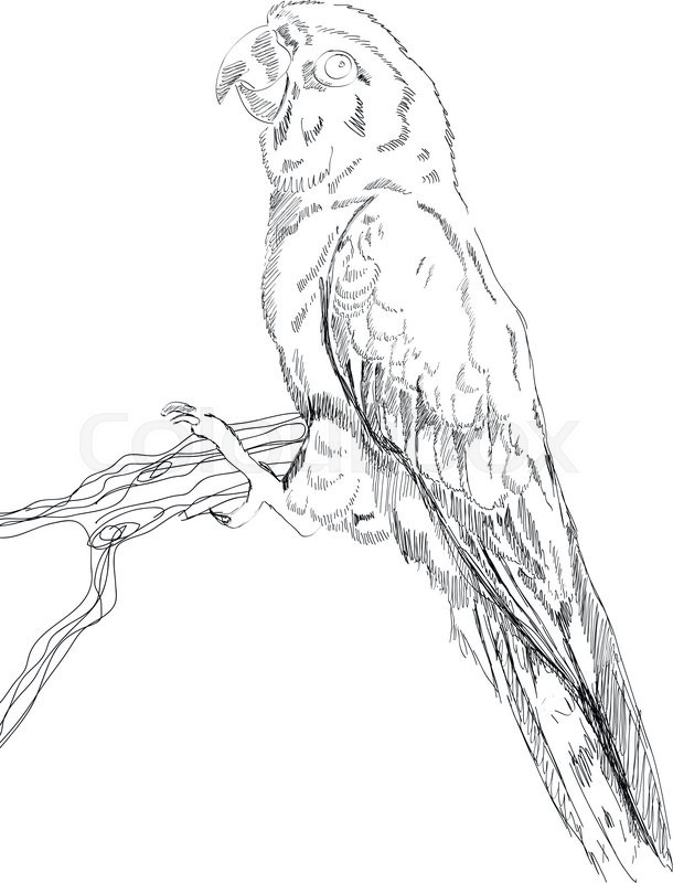 610x800 Black And White Vector Sketch Of A Macaw Parrot. Stock Vector