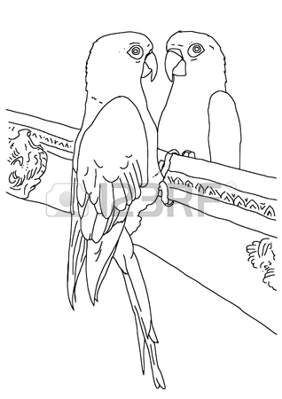 318x450 Original Black And White Outline Drawing Of A Parrot Looking