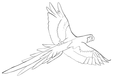 476x333 Parrot Images Outline Wallpapergenk