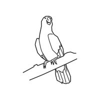 200x200 Wild Parrot Parrots Bird Animal Animals Pet Pets Animal Tropical