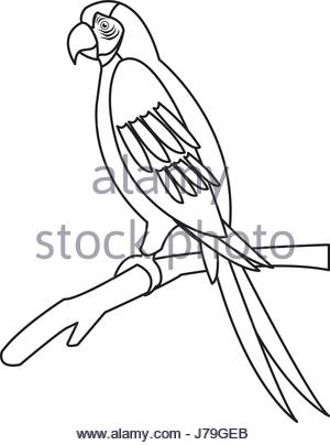 300x404 Macaw Parrot Brazil Outline Stock Vector Art Amp Illustration