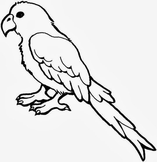 540x559 Parrot Drawing Parrot Coloring Pages Worksheet Guide