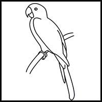 200x200 How To Draw Parrots Drawing Tutorials Amp Drawing Amp How To Draw