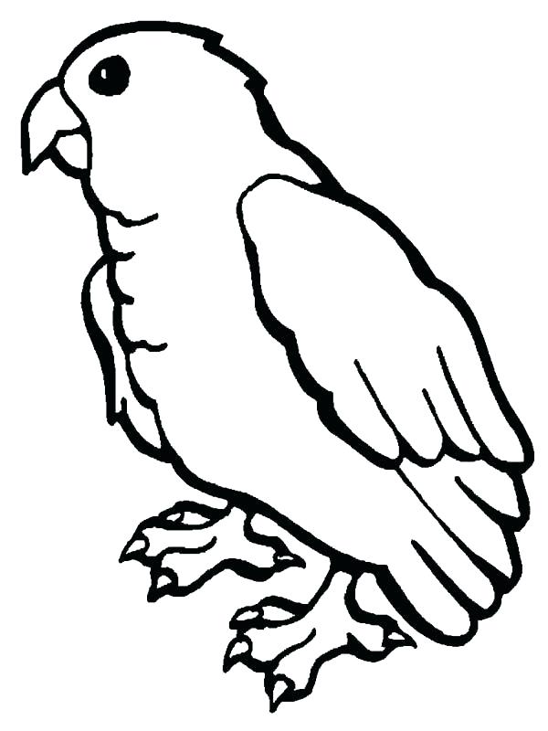 600x800 Parrot Images For Coloring Parrot Picture To Color Colour Drawing