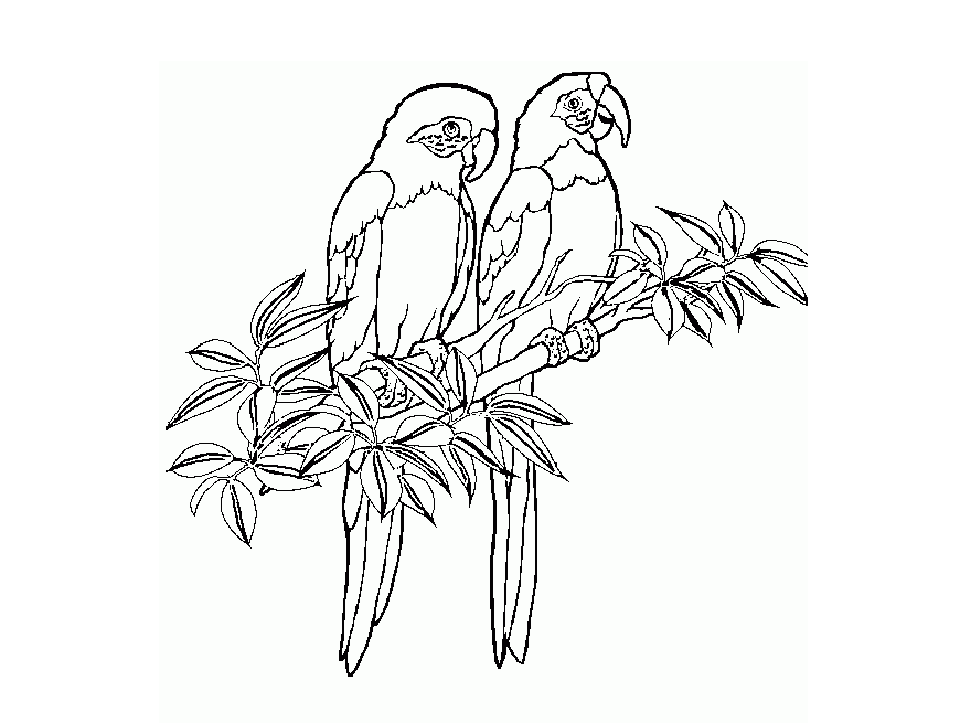870x655 Parrot Picture To Colour 385387