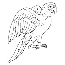 230x230 25 Cute Parrot Coloring Pages Your Toddler Will Love To Color