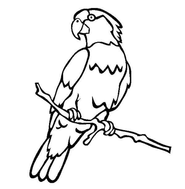 600x612 Parrot Clipart Colouring Page