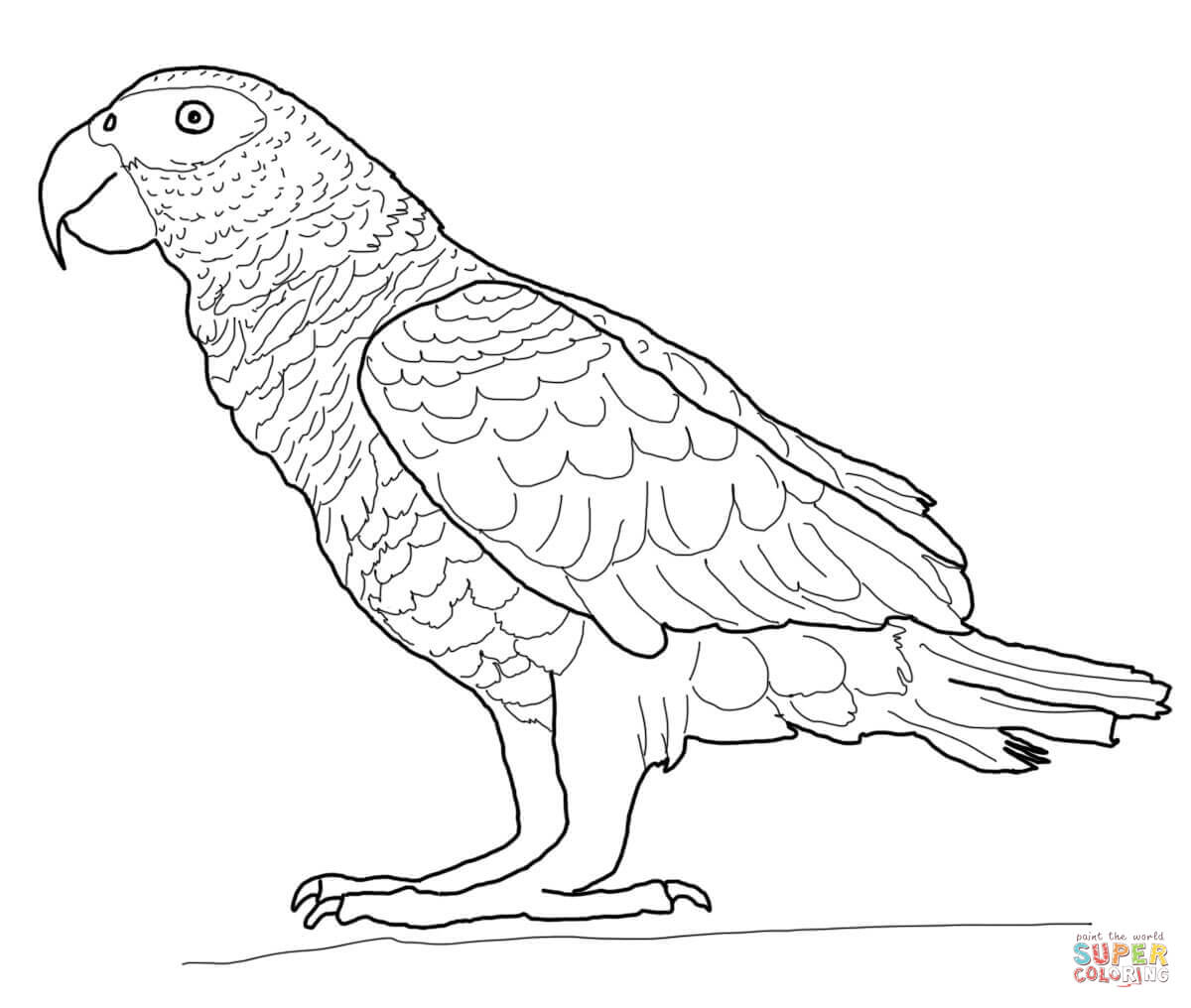 1200x1016 Parrots Coloring Pages Free Coloring Pages