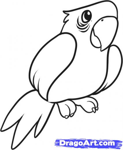 426x520 Photos Parrot Drawings Easy,