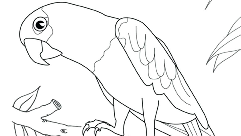 960x544 Picture Of Parrot For Coloring Flamingo To Color In Coloring Page