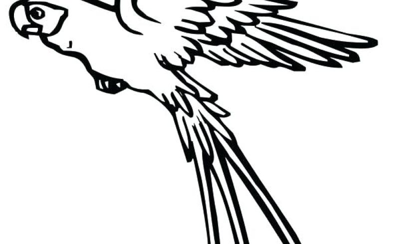 800x491 Parrot With Flowers Drawing Gardening Flower And Vegetables