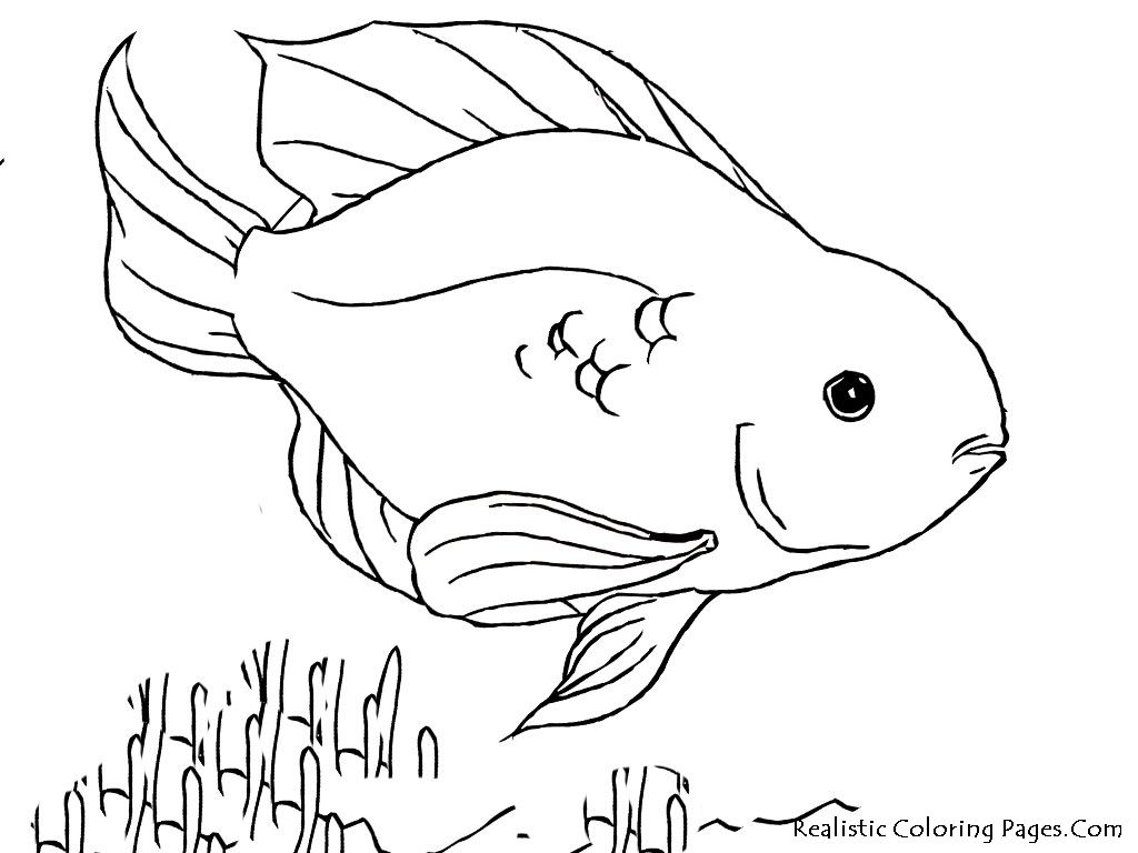 1024x768 Fish Coloring Pages Good Realistic Coloring Pages Wallpaper