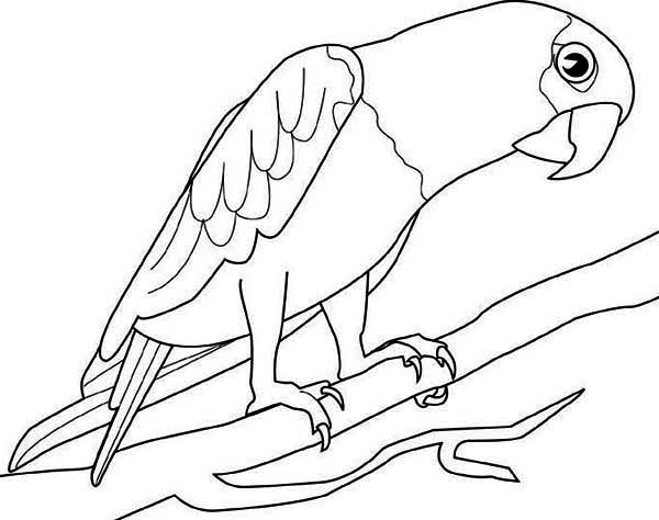 600x474 Parrot Coloring Pages