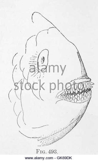329x540 Parrot Fish Black And White Stock Photos Amp Images