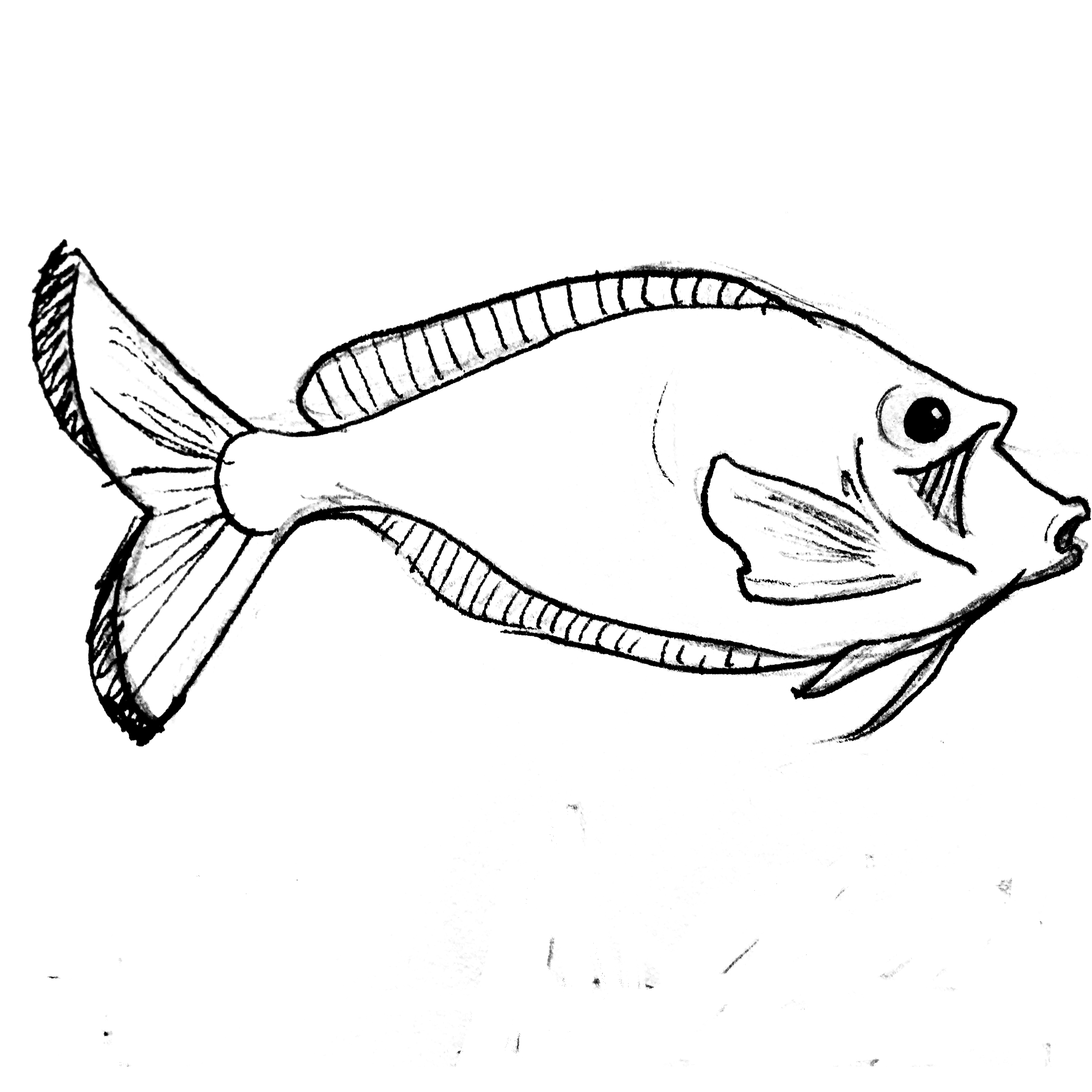 3600x3600 Parrot Fish Ashley Pate Art