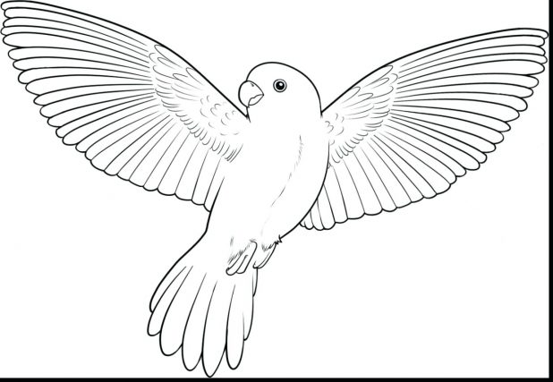 618x427 Coloring Pages Interesting Macaw Coloring Page. Free Printable
