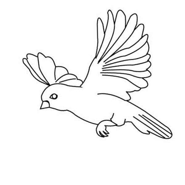 600x600 Flying Parrot Coloring Pages