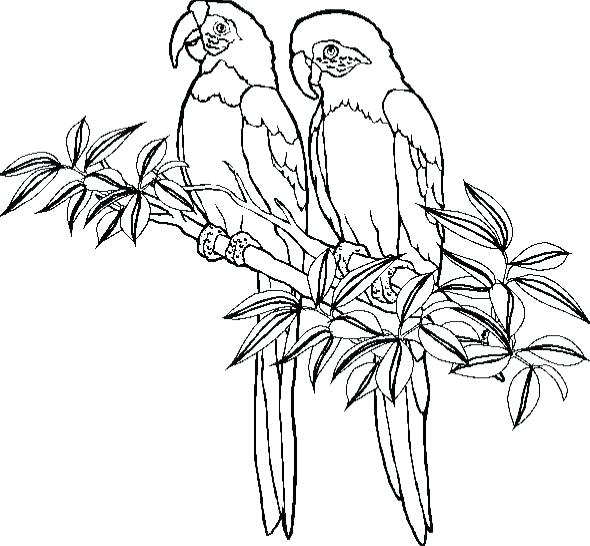 590x546 Here Are Parrot Coloring Pages Images Coloring Pages Parrot Great