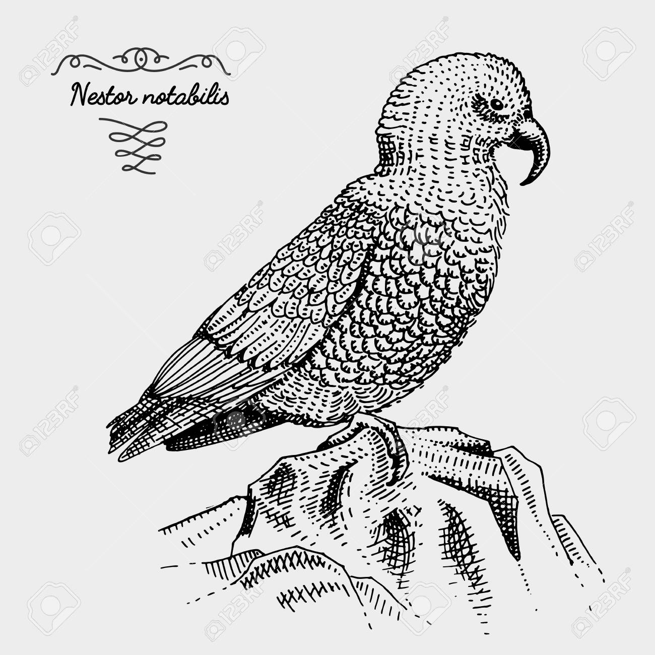 1300x1300 Kea Bird Engraved, Hand Drawn Vector Illustration In Woodcut