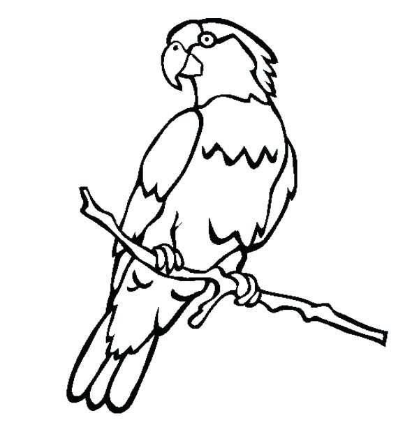 600x612 Pictures Parrots To Color Male Parrot Coloring Page Pictures
