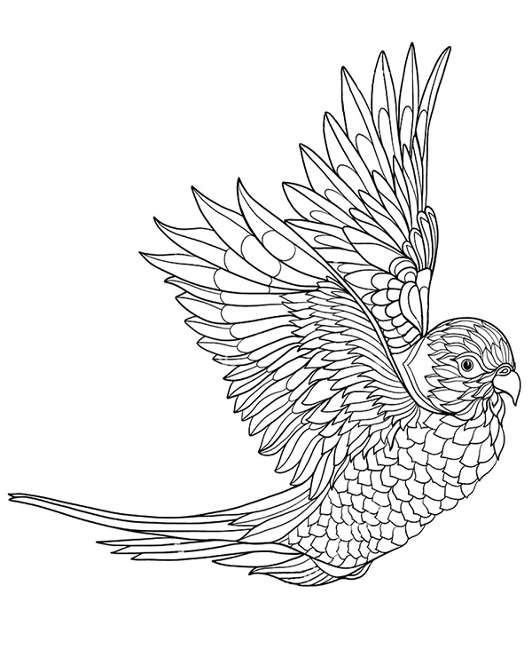 600x740 Printable Colouring Pages With Birds, Parrot To Color