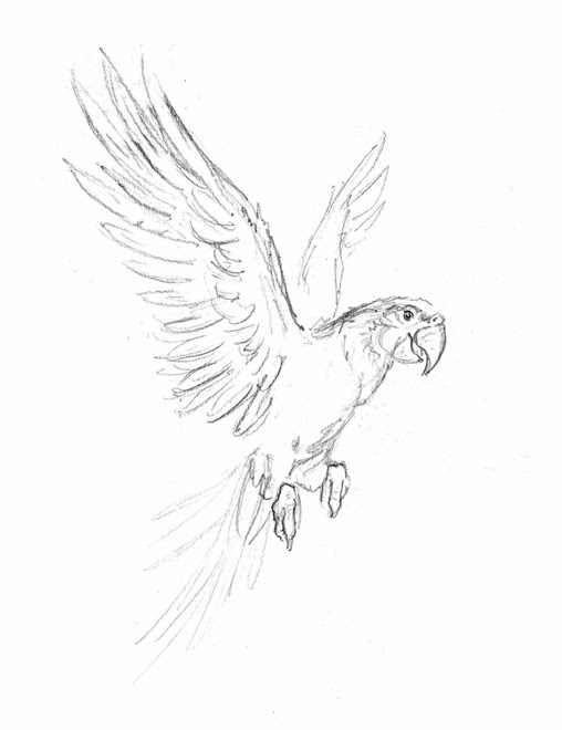 508x660 Flying Parrot Art Ideas Drawings, Art Techniques