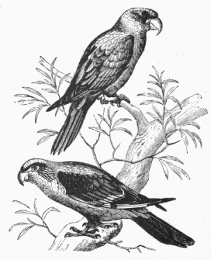 304x375 Fileparrots Drawing.jpg