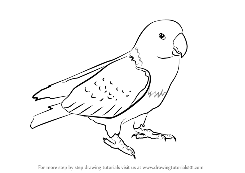 800x566 Learn How To Draw Red Parrot (Parrots) Step By Step Drawing