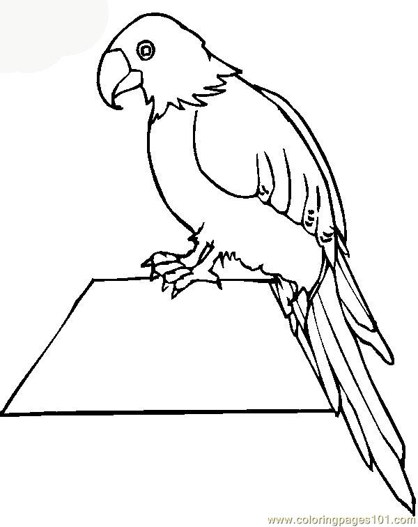 600x756 Parrot Coloring Page