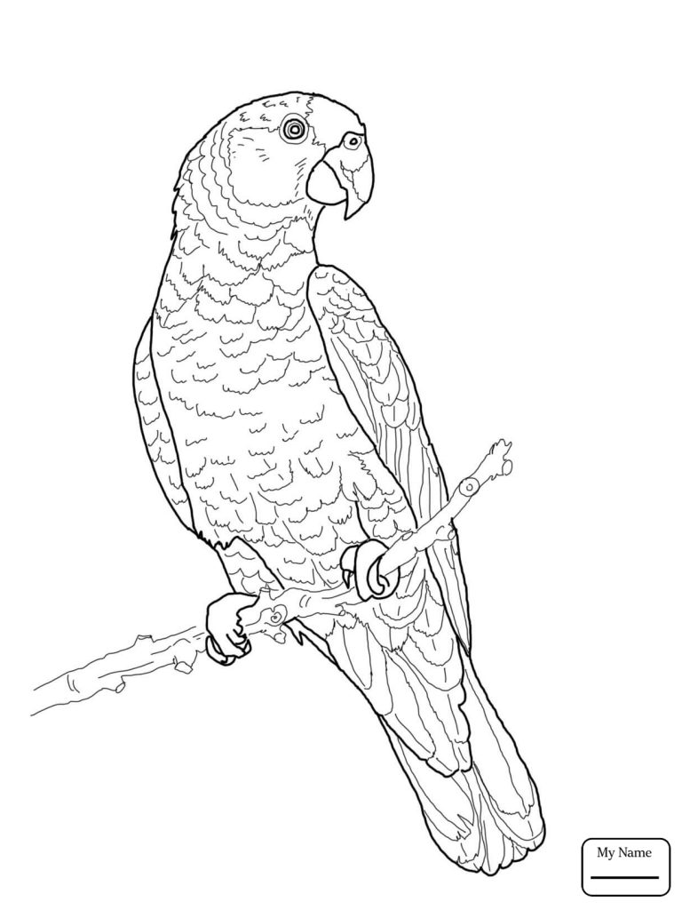 768x1024 Parrot Coloring Page Pages Online Free Printable Parrots Animals
