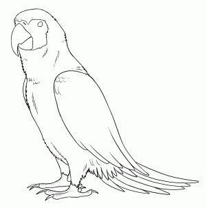 301x302 How To Draw Parrots, Draw Macaws Palm Trees And Shells