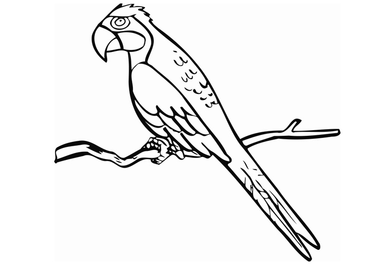 750x531 Coloring Page Parrot
