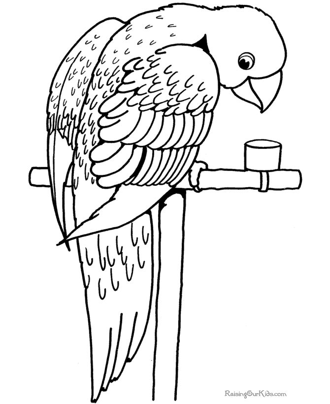 670x820 Drawn Parrot Coloring Page