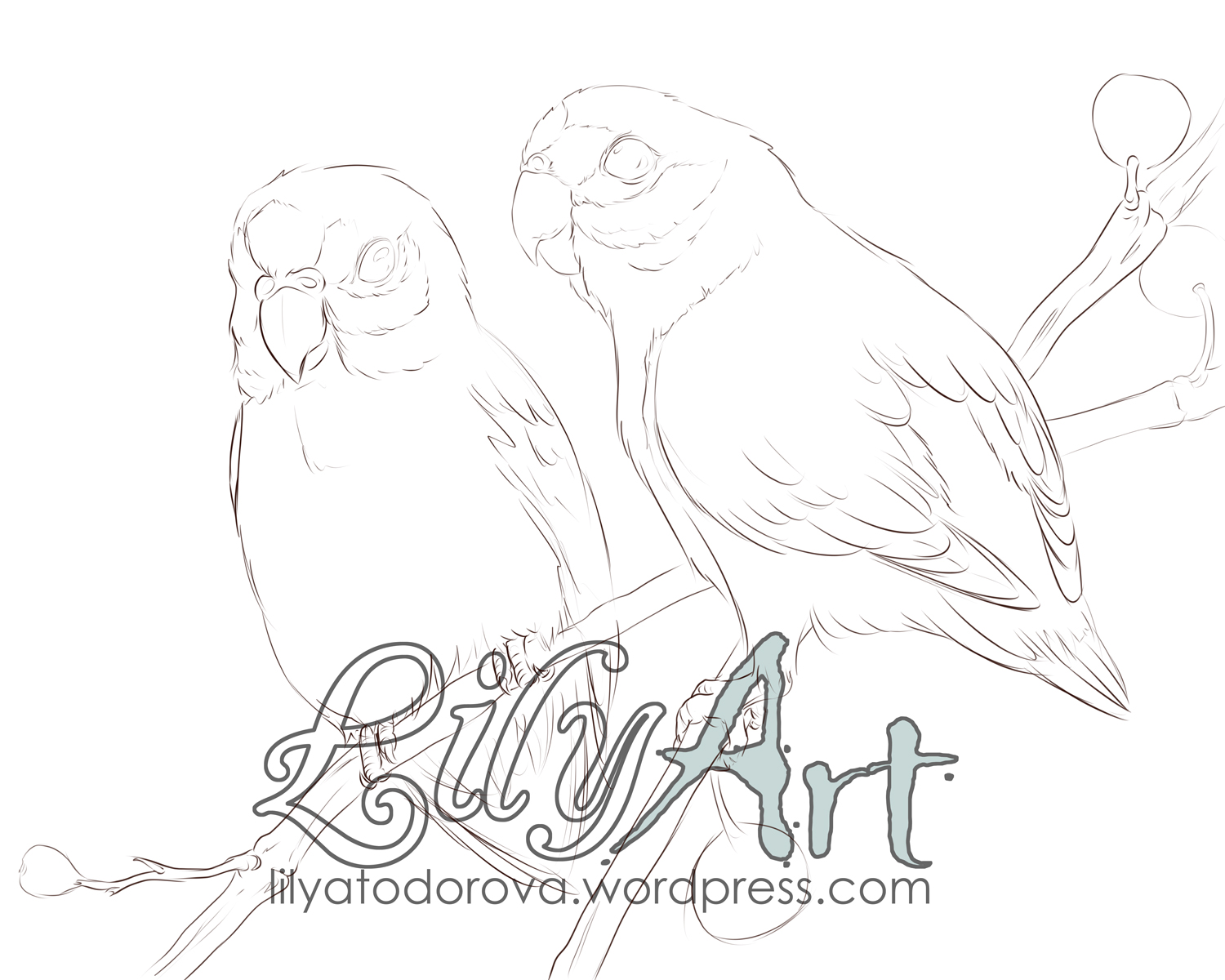 1500x1200 Double Eyed Fig Parrot Wip Lily Art
