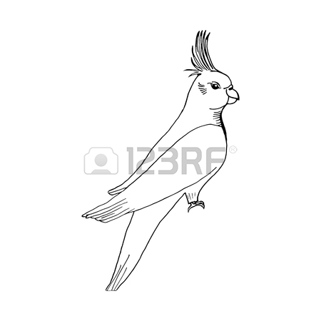 450x450 Hand Draw Parrot Sketch Style On A Black White Background, Used