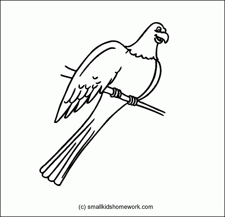 879x849 Parrot Outline Many Interesting Cliparts