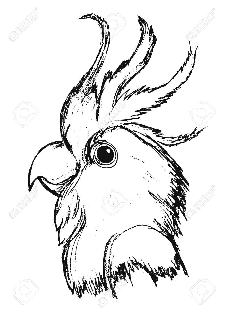 974x1300 Vector, Sketch, Hand Drawn Illustration Of Parrot Royalty Free