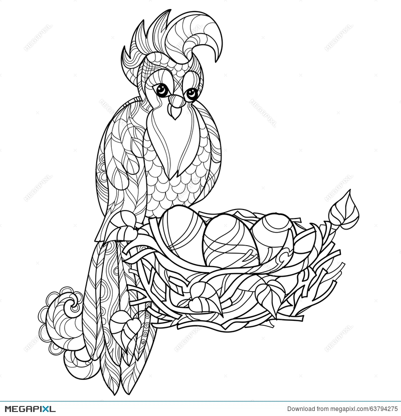 800x830 Zentangle Parrot On Nest. Hand Drawn Vector Illustration 63794275