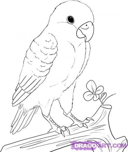 439x520 How To Draw A Parrot Parrots Drawings, Drawing