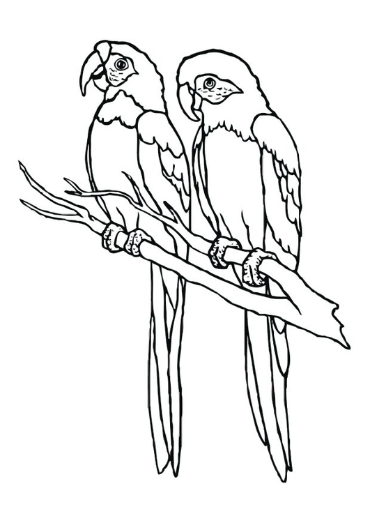 531x750 Coloring Page Parrot