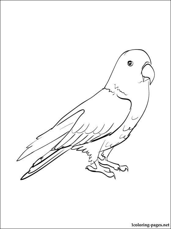 560x750 Eclectus Line Drawing Coloring Pages Coloring 5 Bird