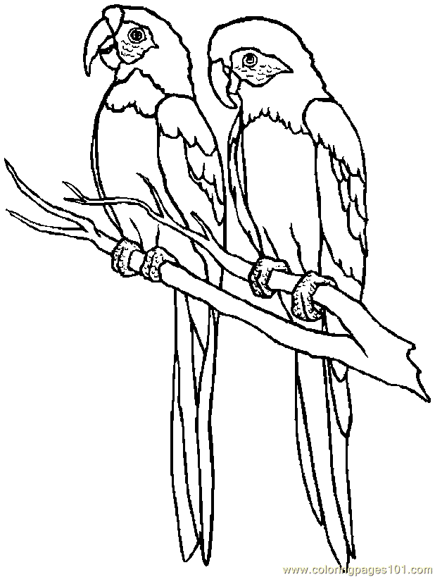 618x819 Parrot Coloring Page