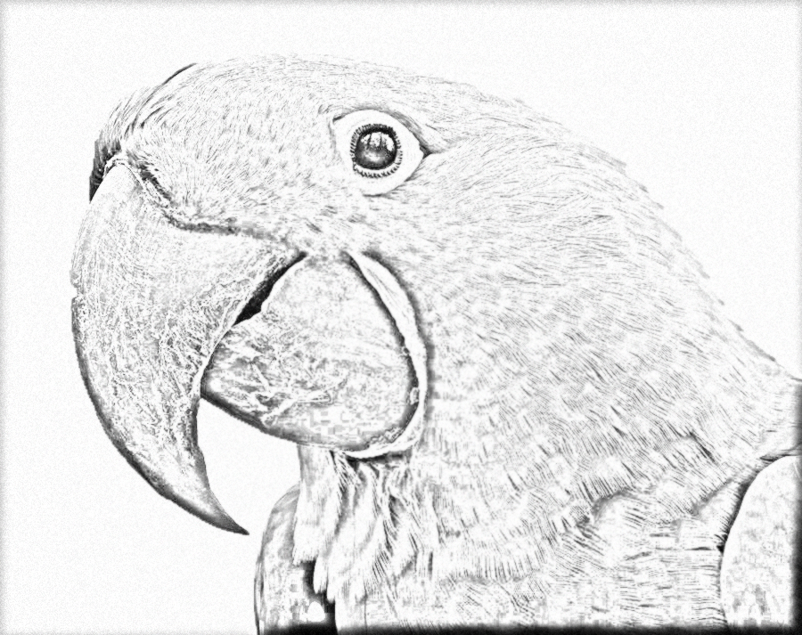 900x713 Parrot Lineart Hyacinth Macaw (Hotnstock) By Linecrazy