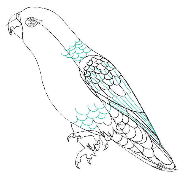 616x600 Pencil Sketches And Drawings How To Draw A Parrot