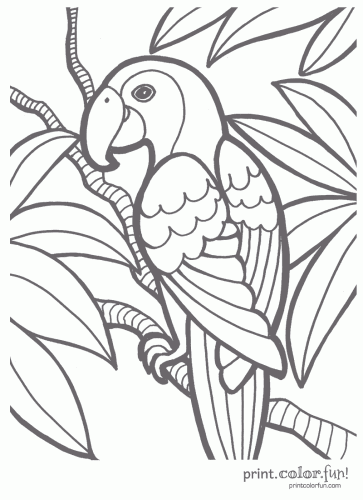 363x500 Tropical Parrot Coloring Page