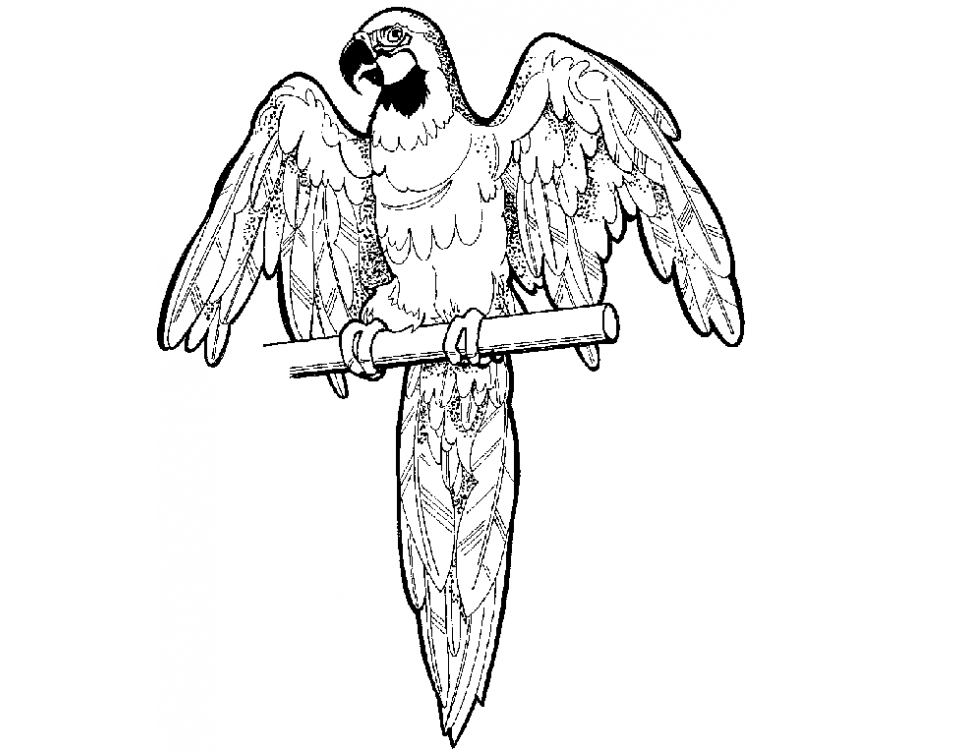 962x751 Colour Drawing Free Wallpaper Parrot Coloring Drawing Free Wallpaper