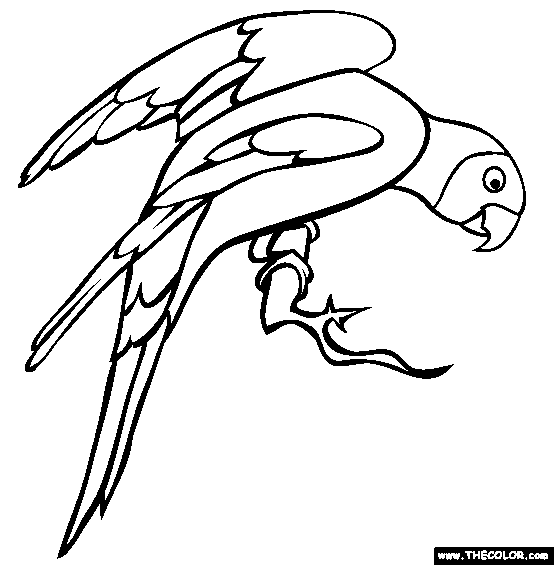 554x565 Drawn Parrot Colouring Page Pencil And In Color Of Coloring Pages