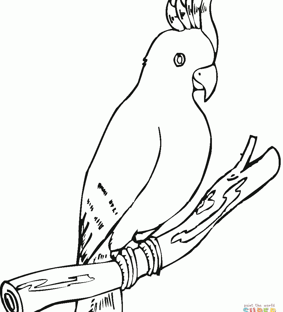 The best free Cockatoos drawing images. Download from 6 free drawings ...