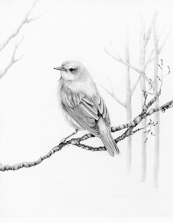 570x735 Gallery Hd Images Of Pencil Drawing Birds And Animals,